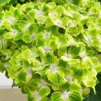 アジサイ 苗 マジカルラプソディー（品種登録出願中） 1株 紫陽花苗 花木苗 国華園