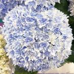 アジサイ 苗 苗木 響ブルー(品種登録出願予定) 1株 / アジサイ苗 アジサイの苗 紫陽花苗 紫陽花の苗 庭木 植木 花木苗
