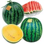 接木野菜苗 大玉スイカ ほっぺが落ちる羅皇スイカセット 2種4株