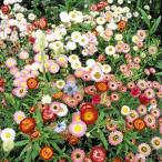 種 花たね スペシャルミックス ドライフラワーミックス 1袋(400mg)