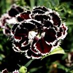 種 花たね ダイアンサス ブラックホワイト 1袋（100mg) / 花種 撫子 花の種 はなたね ダイアンサスの種 ナデシコ 撫子 春植え 春まき