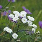  вид цветок .. тысячелистник жемчуг 1 пакет (50mg)