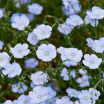 種 花たね 宿根アマ 青花 1袋(700mg) / 花種 花の種 はなたね 宿根アマの種 春植え 春まき