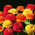  вид цветок .. 100 день . Gin terela Sunset Mix 1 пакет (20 шарик )