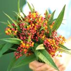  вид цветок ..askre серьги Apollo orange 1 пакет (40 шарик )