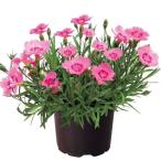  вид цветок .. Diane sa slow z кварц 1 пакет (20 шарик )