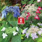 ラン・山野草 山アジサイ福袋 3株