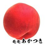 ショッピング桃 果樹苗 モモ あかつき 1株