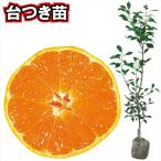  мандарин уншиу . Цу . сырой шт. есть 1 АО can kitsu фруктовое дерево рассада страна ..