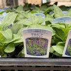 花苗サルビアファリナセア3号ポット10株