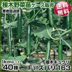 野菜苗ケース販売キュウリ接木F1ズ...
