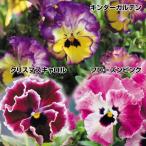 花苗ビオラアールヌーボーセット3種...