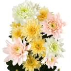 菊苗 切花菊 パステルカラーマムセット 3種6株 送料無料