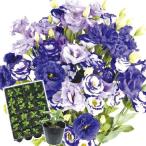 ケース花苗トルコキキョウ紫系ミック...