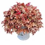  цветок рассада гейхера Dolce Apple si форсирование PVP 2 АО / цветок. рассада PW лист .. цвет leaf двор 