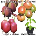 有用植物苗 ベビーキウイセット 4種4株 / 家庭菜園 バイエルン ケンズレッド ジュネーブ パールシャドー 小さいキウイ ポリフェノール ビタミンC 果樹 フルーツ