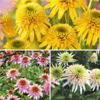 有用植物苗 エキナセア (品種見計らい・名称付) 2株/ 家庭菜園 家庭栽培 ハーブ メディカルハーブ ハーブティー 自給自足 植物 自家栽培 自家菜園 国華園