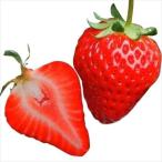  клубника рассада .....(PVP регистрация название : новый лебедь 4 номер / старый распродажа название : лето . Chan ) 6 АО / огород клубника рассада . рассада клубника. рассада клубника. рассада .. Chan крупный 4 сезон ..