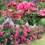 バラ苗 苗木 フラワーカーペット(R) ローズ ピンク 1株 / バラの苗木 薔薇 バラの木 バラの花 庭木 植木 花木苗 国華園