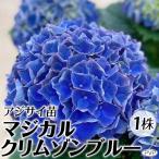 花木苗 アジサイ マジカルクリムゾンブルーPVP 1株