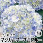 花木苗 アジサイ マジカルマーブルブルー(品種登録出願中) 1株