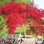 しだれ紅葉 苗 苗木 ガーネット 1株 / シダレモミジ苗 シダレモミジの苗 枝垂れ紅葉苗 枝垂れ紅葉の苗 庭木 植木 花木苗