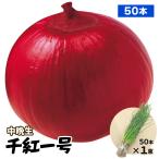  шар лук порей рассада ( средний . сырой ) тысяч . один номер 50шт.@ красный лук репчатый красный лук лук репчатый. рассада овощи рассада .. страна ..