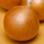 国華園 種 野菜たね タマネギ （中晩生）F1ネオアース 1袋（4.5ml） 玉葱 玉ねぎ やさいの種 爆買