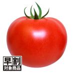 ( скорейший предварительный заказ распродажа ..) вид овощи .. большой шар помидор F1.... Perfect EX 1 пакет (1ml) скидка за ранний заказ /26 год весна отправка [ стоимость доставки группа :R50T9]