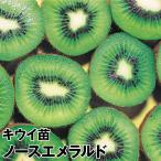 キウイ ノースエメラルド (メス木) 1