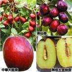 ナツメセット3種3株果樹苗国華園