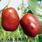 ナツメ大馬乳1株果樹苗国華園