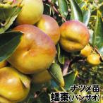 ナツメ蟠棗1株果樹苗国華園