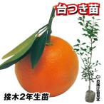  фруктовое дерево рассада can kitsu оранжевый шт. есть рассада 1 АО 