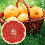  грейпфрут рубин 1 АО can kitsu фруктовое дерево рассада страна ..