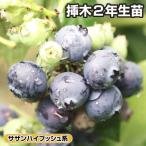 ブルーベリー サザンハイブッシュ系 シャープブルー 挿木2年生苗 1株 果樹苗 国華園
