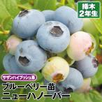 ブルーベリー サザンハイブッシュ系 ニューハノーバー 挿木2年生苗 1株 果樹苗 国華園