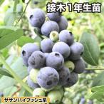 国華園果樹苗サザンハイブッシュ系ブ...