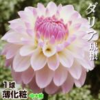  георгина луковица незначительный косметика ( средний большой колесо ) 1 лампочка георгина. луковица георгина. цветок весна .. луковица 