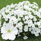  цветок рассада pechunia... Chan PVP 3 АО . покупка 