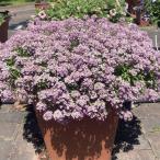 花苗ドームアリッサムローズストリーム3株