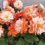  цветок рассада георгина labela grande карамель 2 АО 