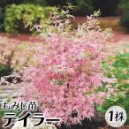モミジ 苗 苗木 テイラー 1株 / 庭木 植木 花木苗 紅葉苗 紅葉の苗 モミジ苗 モミジの苗