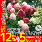 ノリウツギ 苗 苗木 グランデライムパンチ 1株 / 庭木 植木 花木苗 糊空木苗 糊空木の苗 ノリウツギ苗 ノリウツギの苗