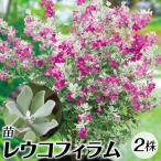 reuko filler m seedling sapling 2 stock /reuko filler m. sapling reuko filler m. tree color leaf evergreen tree garden tree plant Hanaki seedling 