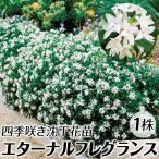 ショッピング花 四季咲き沈丁花 苗 苗木 エターナルフレグランス 1株 / ジンチョウゲ 沈丁花の苗木 沈丁花の木 庭木 植木 花木苗