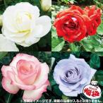 バラ苗 苗木 四季咲バラ新苗福袋（品種見計らい） 3株 / 薔薇 バラの苗木 バラの木 バラの花 庭木 植木 花木苗