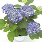 アジサイ 苗 苗木 ポップコーン 1株 / アジサイ苗 アジサイの苗 紫陽花苗 紫陽花の苗 庭木 植木 花木苗