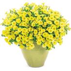 花苗 スーパーチュニア（R） ビスタミニ イエロー 品