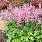 花苗ヒューケラピンクレボリューショ...